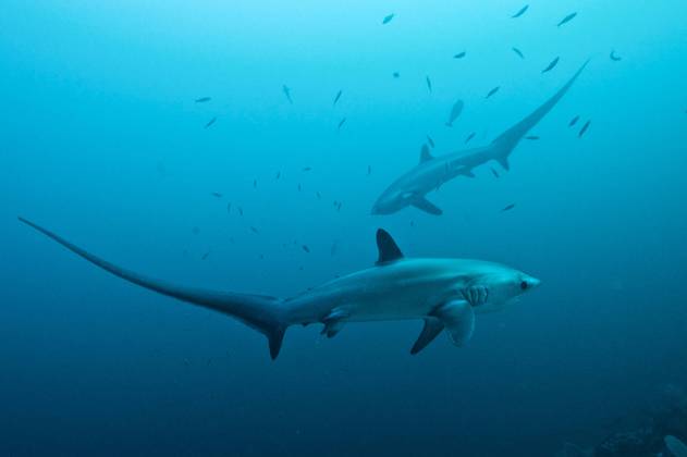 Philippines Safari Abyssworld MAGELLAN Spécial Requins