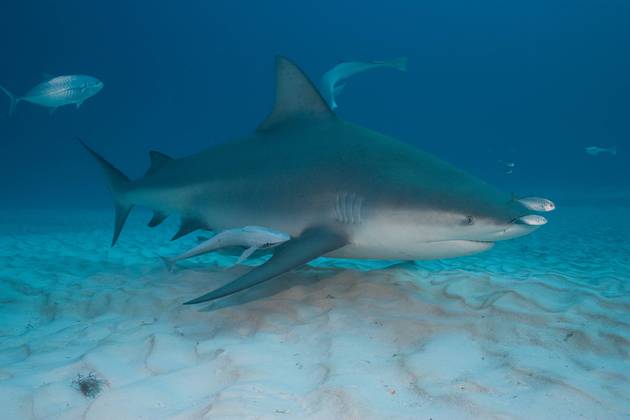 Mexique Combiné Abyssworld SPECIAL REQUINS