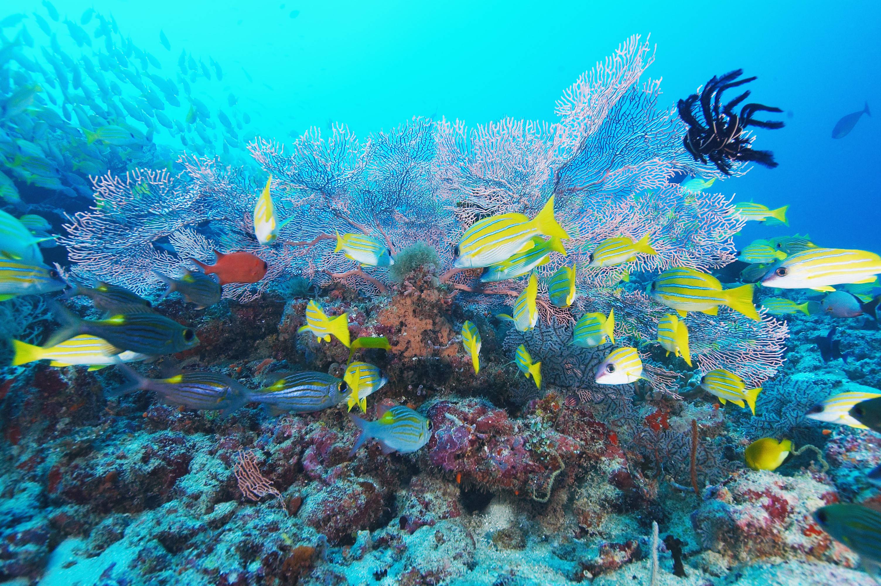 maldives plongée