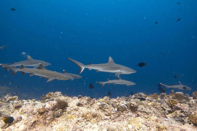 Mon extraordinaire plongée avec les requins