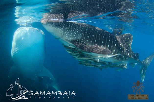 Indon&eacute;sie Croisi&egrave;re Abyssworld Samambaia TRITON BAY et RAJA AMPAT
