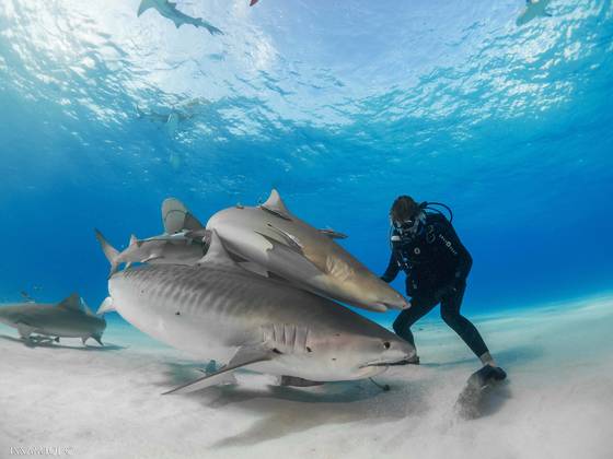 PLONGER AVEC LES REQUINS par Steven SURINA