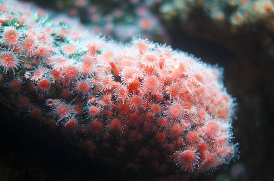 Plongez en récif corallien !