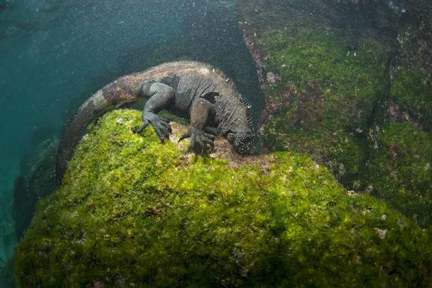L'iguane marin des Galapagos, une rencontre hors du temps