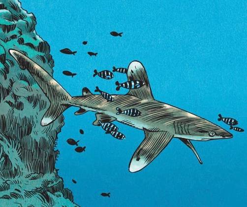 Une bande-dessinée pour mieux comprendre les requins