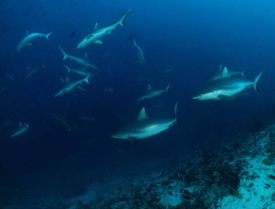 Maldives Croisière Luxe Abyssworld Nord - Lhaviyani Atoll avec Sean SIEGRIST