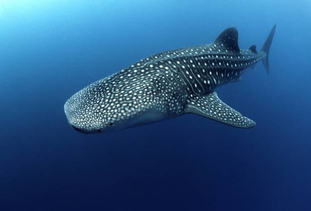 Maldives Abyssworld SEAN CENTRE 4 ATOLLS