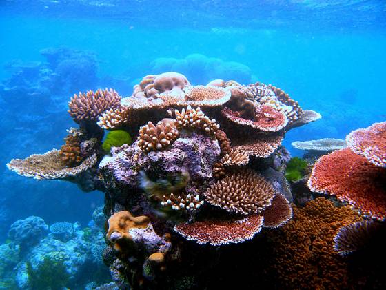 Récifs coralliens : chronique d’une mort annoncée ?