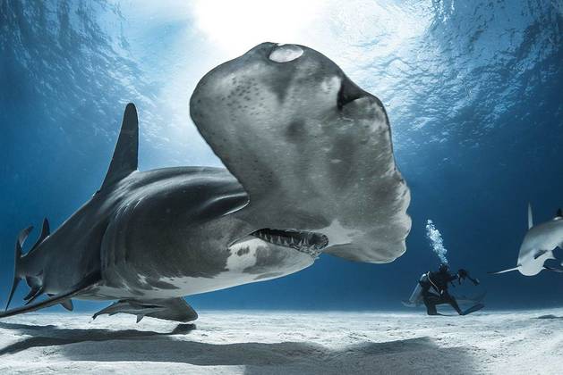 Bahamas Expédition Abyssworld Bahamas Master SPECIALE REQUINS