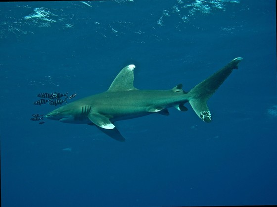 Egypte Croisière Diving Attitude Altair TRIANGLE D'OR