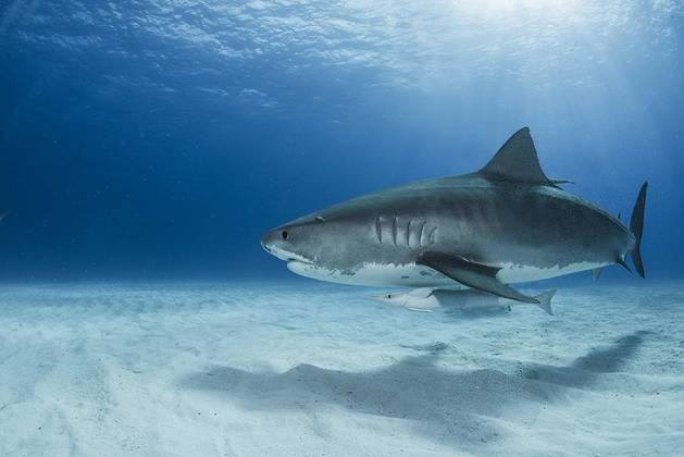 Bahamas Exp&eacute;dition Abyssworld Shark Education Blue Marlin