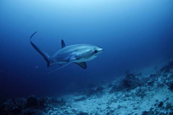 La Routine du Requin Renard de Malapascua