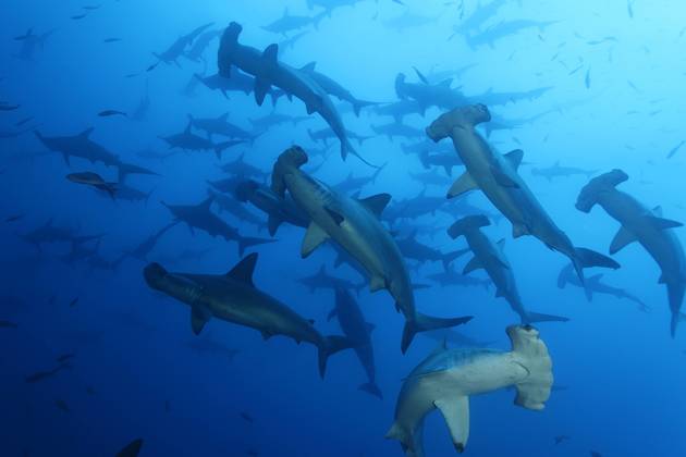 Six espèces de requins désormais protégées