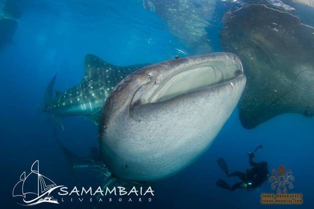 NEW Indon&eacute;sie Croisi&egrave;re Abyssworld Samambaia TRITON BAY et RAJA AMPAT