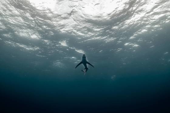 SHARK EDUCATION CLUB les 29 & 30 juin 2024