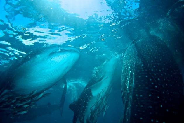NEW Indon&eacute;sie Croisi&egrave;re Abyssworld Samambaia TRITON BAY et RAJA AMPAT