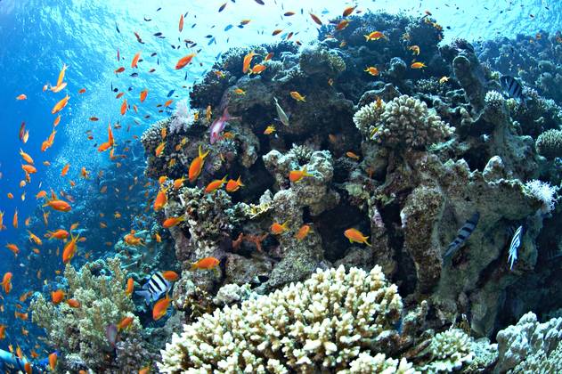 Egypte Croisière Diving Attitude Exocet TRIANGLE D'OR