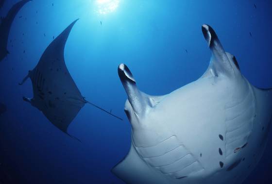 DIVE TEC EVENT A NYON (SUISSE)