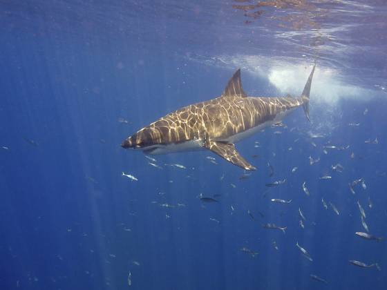 7 idées reçues sur les requins