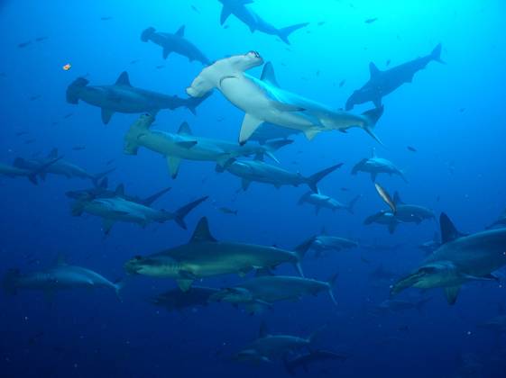 Galápagos Expédition Abyssworld avec Steven SURINA