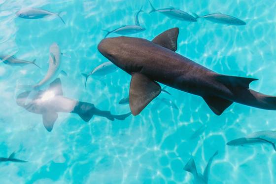 Et si les requins avaient un sixième sens ?